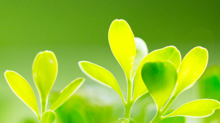 中農聯合IPO：有息負債高達4.6億元 關聯借款利率異常高 疑存利益輸送
