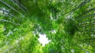 千億,江西,工程,產(chǎn)業(yè),實(shí)施 江西將實(shí)施竹產(chǎn)業(yè)“千億工程”