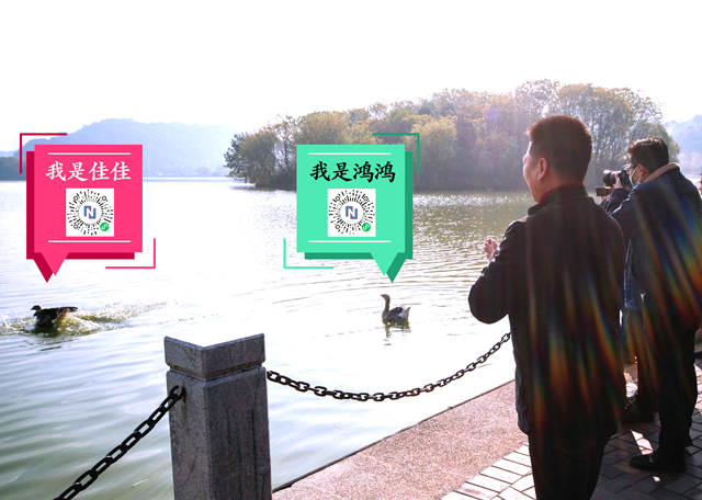 再添,篇章,天鵝,西湖,精彩,養殖 湖南農業轉型再添精彩篇章：西湖天鵝飛 生態養殖興