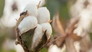 棉花,標準,發布,持續,生產,中國 “中國棉花”可持續生產標準發布