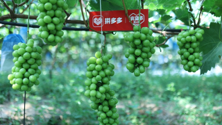 24,2000,農貨節,15,數字化,助力 拼多多啟動“超級農貨節”：24天投入15億資源，助力近2000農產區加速數字化
