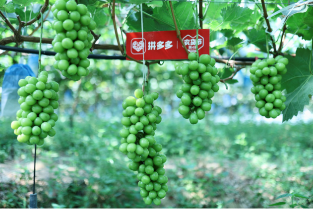 下凡,而今,玫瑰,昔日,葡萄,國民 昔日“貴族”而今國民，陽光玫瑰葡萄“下凡”記