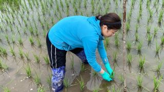 抗倒,16,農技,穩產,齊聚,高產 抗倒水稻、高產玉米、穩產馬鈴薯：16支科技小院隊伍齊聚吉林拼農技