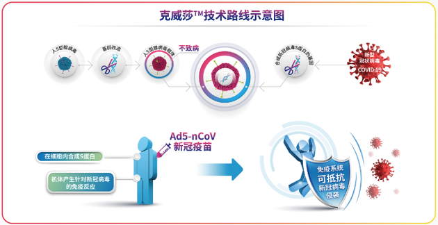 腺病毒載體 雙重保護(hù)，一針到位——帶你全面認(rèn)識腺病毒載體新冠病毒疫苗