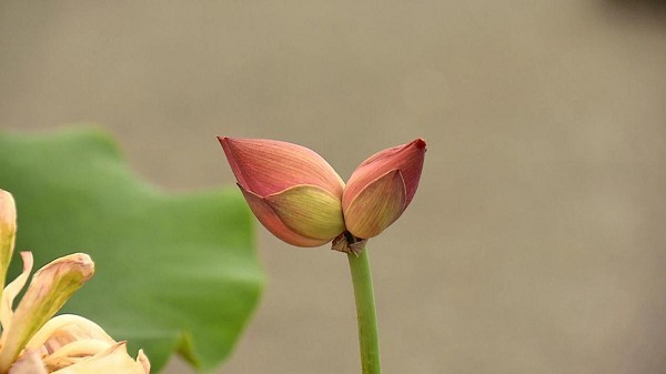 花西子 罕見“并蒂蓮”綻放中國花博會, 恰與花西子品牌之花不期而遇！